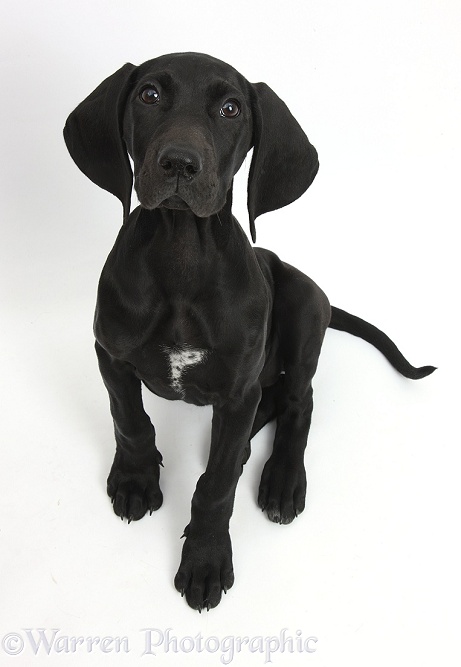 Black Pointer puppy, Hesta, 13 weeks old, sitting and looking up, white background