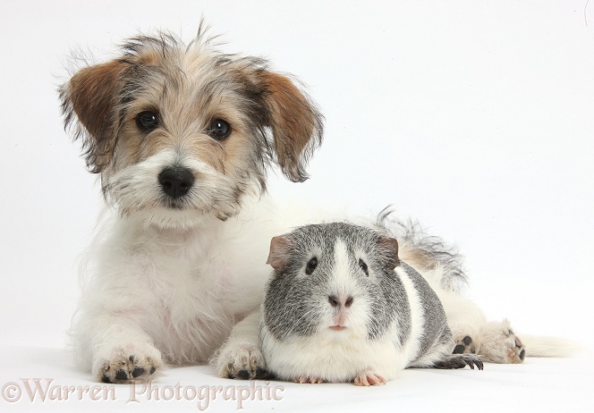 Bichon Frise x Jack Russell Terrier puppy, Bindi, 12 weeks old, with silver-and-white Guinea pig, white background
