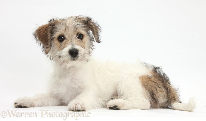 Bichon Frise x Jack Russell Terrier puppy, Bindi, 12 weeks old, lying with head up, white background