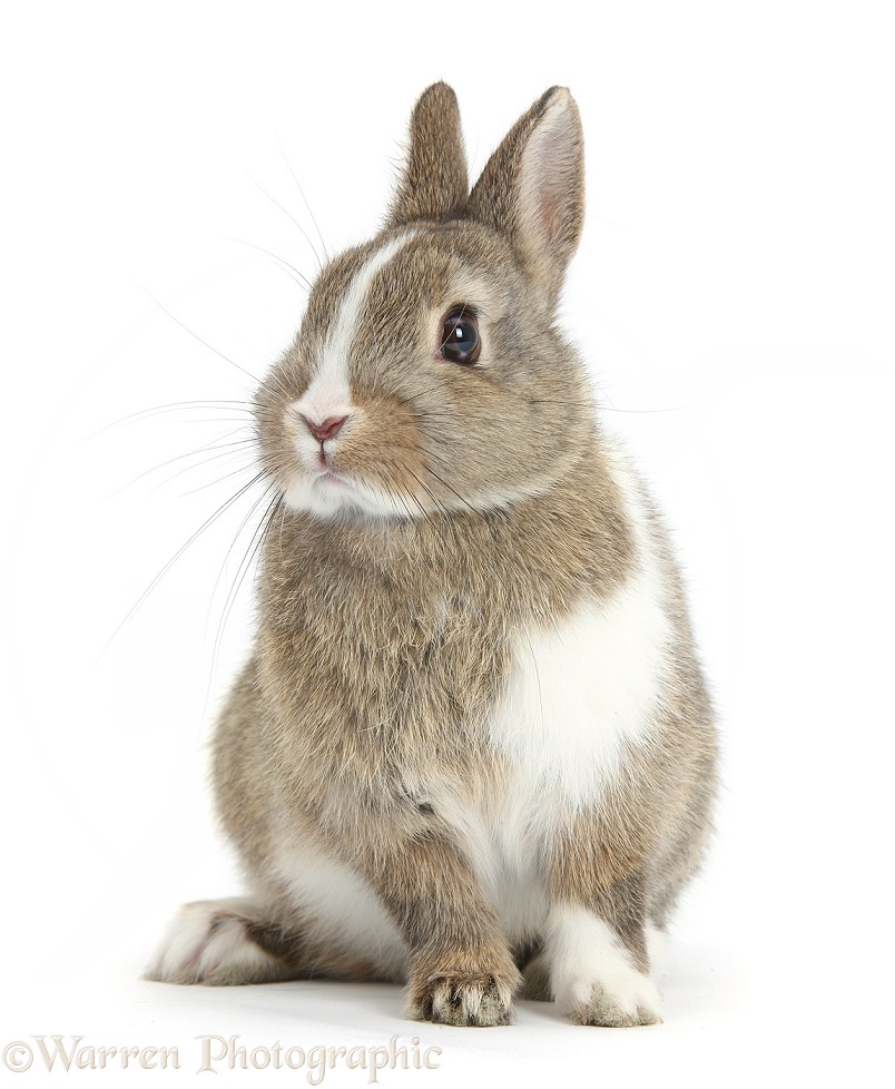 Brown-and-white Netherland bunny, white background