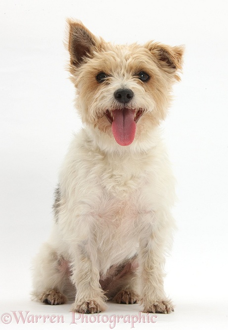 Happy looking terrier, Gypsie, 3 years old, with one ear cocked, white background