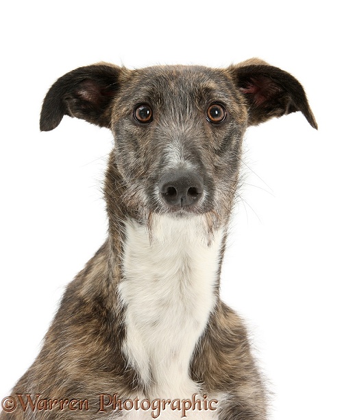 Lurcher dog, Kite, white background