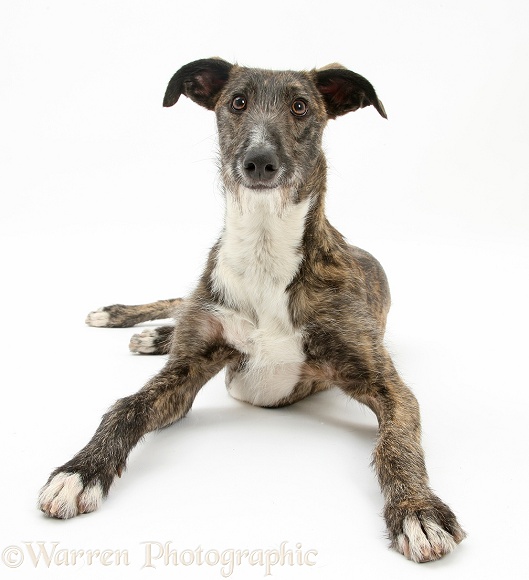 Lurcher dog, Kite, lying with head up, white background