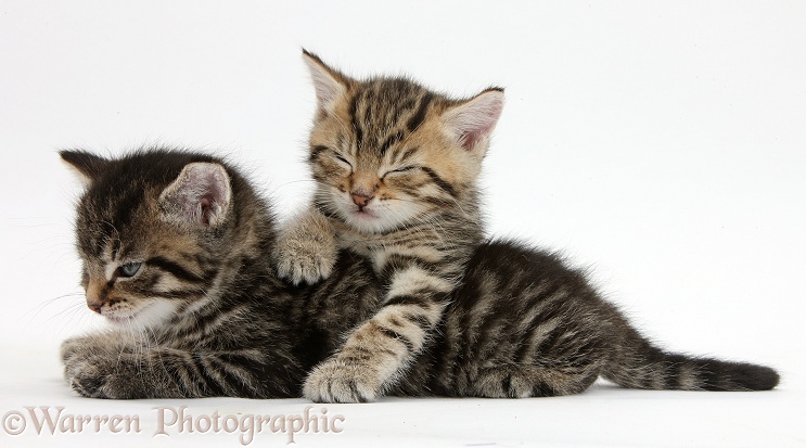 Cute tabby kittens, Stanley and Fosset, 5 weeks old, dozing, white background