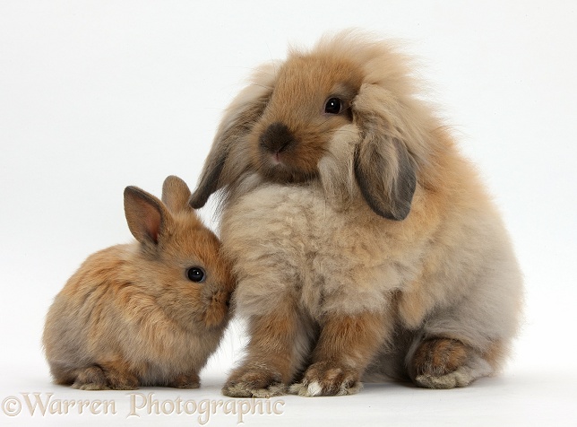 Fluffy Lionhead x Lop rabbit, and cute baby bunny, white background