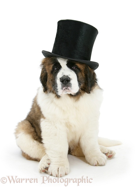 Saint Bernard puppy, Vogue, wearing a top hat, white background