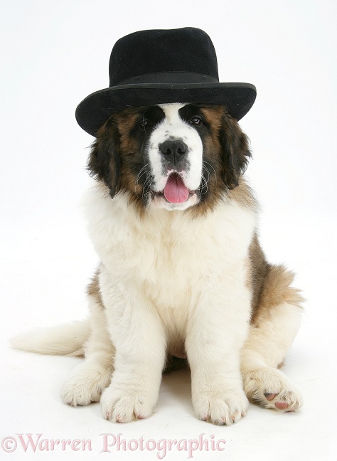Saint Bernard puppy, Vogue, wearing a gangster hat, white background
