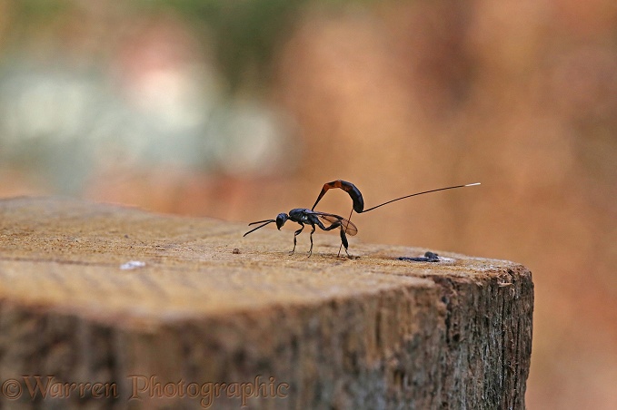 Ichneumon wasp (Gasteruption jaculator) egg-laying in the top of a wooden fence post