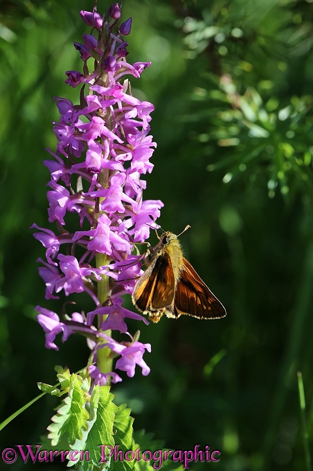 Large Skipper Butterfly (Ochlodes venatus) nectaring on an orchid flower, French Pyrenees