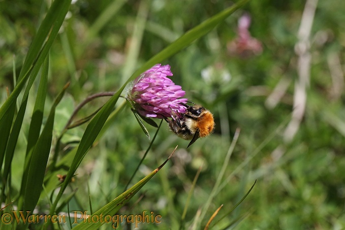 Orange-backed Bumble Bee (Bombus muscorum) nectaring on red clover, French Pyrenees