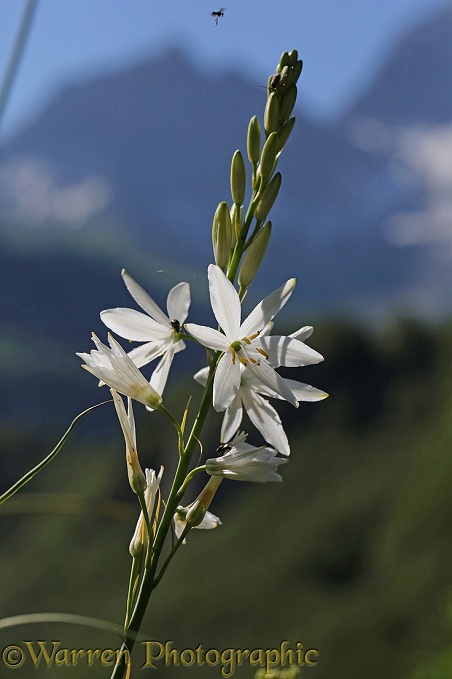 ST Bruno's Lily (Paradisea liliastrum), French Pyrenees