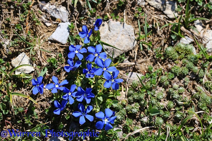 Spring Gentian (Gentiana verna), French Pyrenees