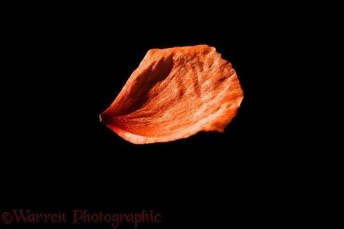 Common Poppy (Papaver rhoeas) petal