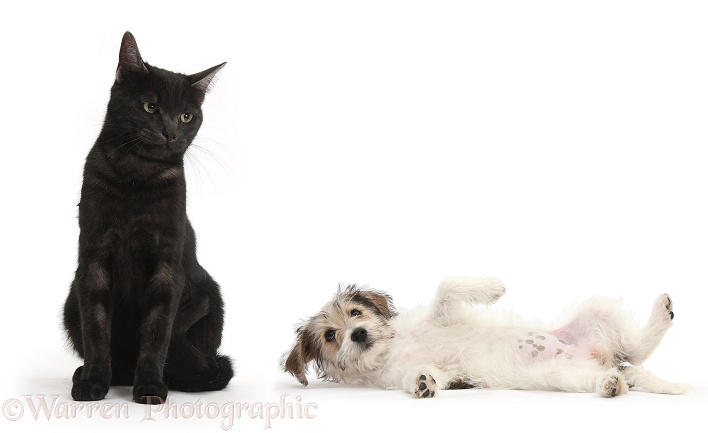 Black cat looking askance at submissive Bichon Frise x Jack Russell Terrier puppy, Bindi, 12 weeks old, white background