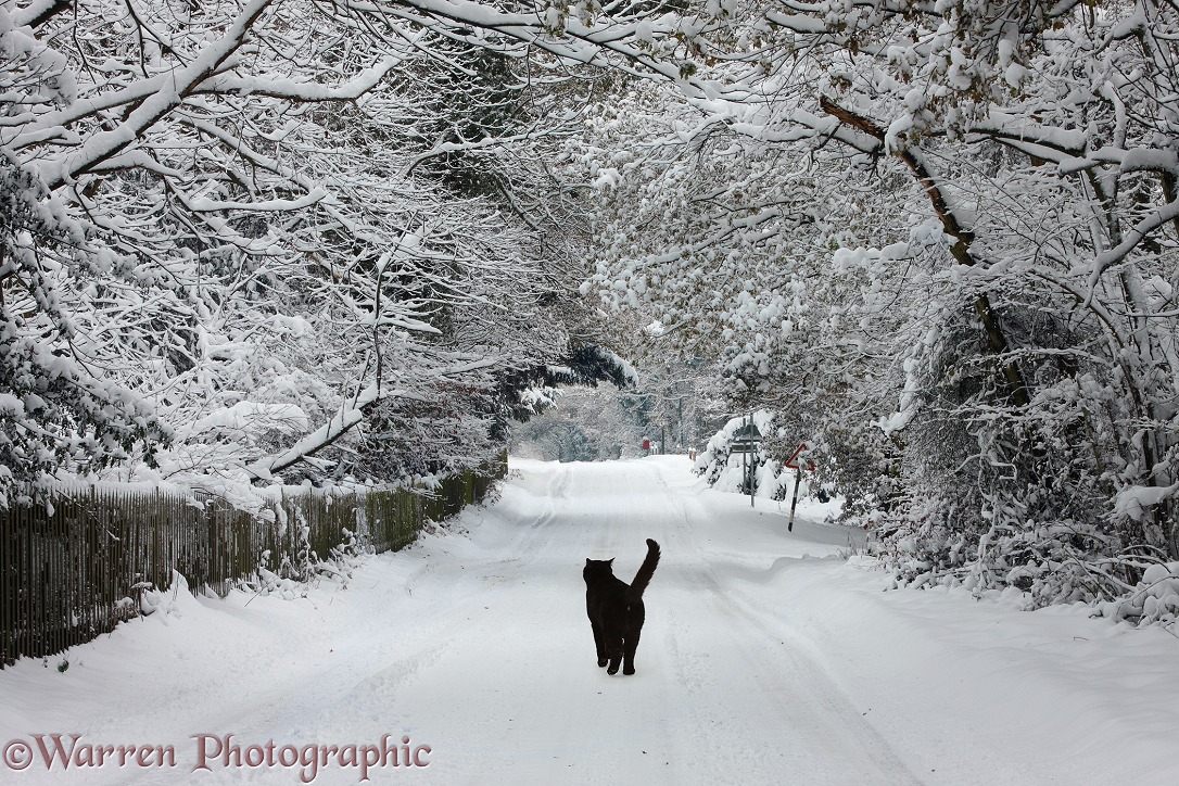 Black cat walking in snow