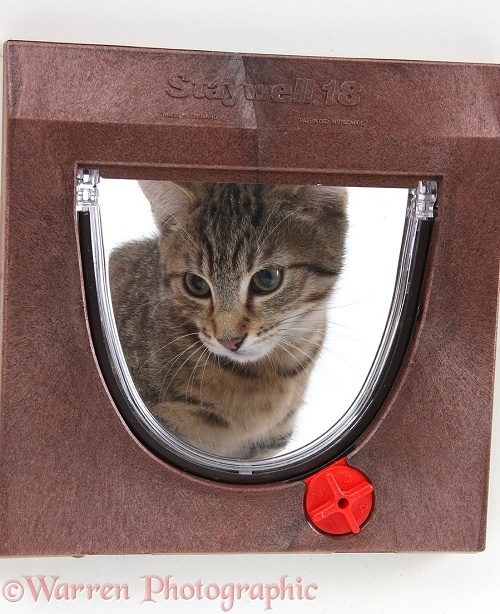Tabby male kitten, Stanley, 3 months old, looking through a cat flap, white background