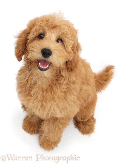 Cute red toy Goldendoodle puppy, Flicker, 12 weeks old, sitting and looking up, white background