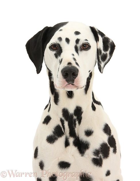 Dalmatian dog, Jack, 5 years old, with one black ear, white background