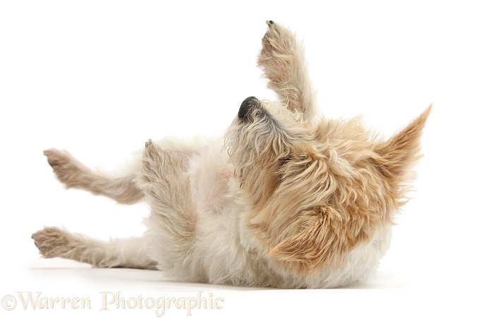 Terrier-cross bitch, Gypsie, 3 years old, lying in submissive posture, white background