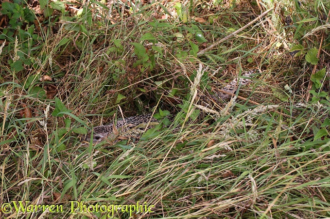 Common Pheasant (Phasianus colchicus) hen on nest incubating eggs