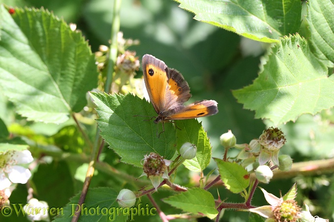 Gatekeeper Butterfly (Pyronia tithonus) on bramble