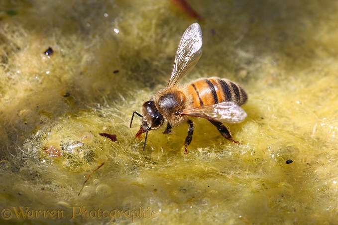 Honey Bee (Apis mellifera) worker drinking from algae-covered pond