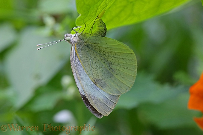 Large White Butterfly (Pieris brassicae) female laying eggs beneath a nasturtium leaf