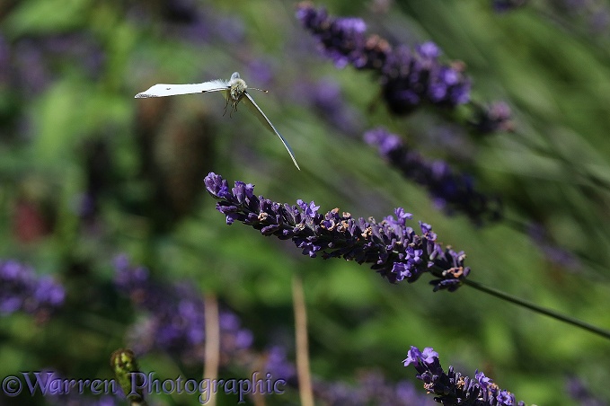 Small White Butterfly (Pieris rapae) taking off form lavender