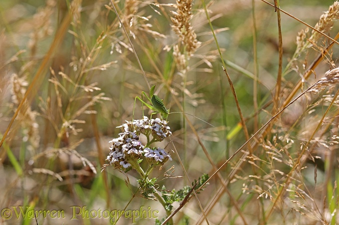 Speckled Bush Cricket (Leptophyes punctatissima) nymph