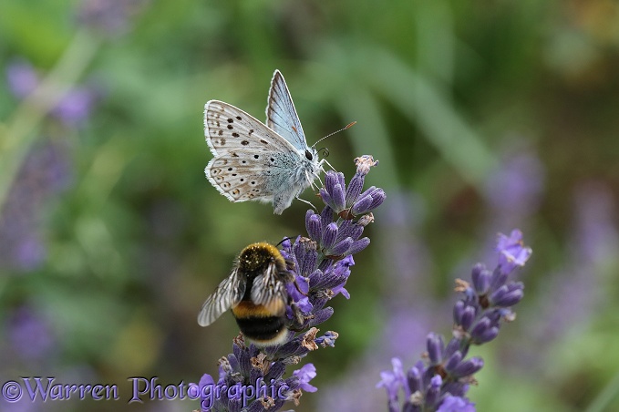 Chalk-hill Blue Butterfly (Lysandra coridon) sharing lavender flowers with a bumblebee