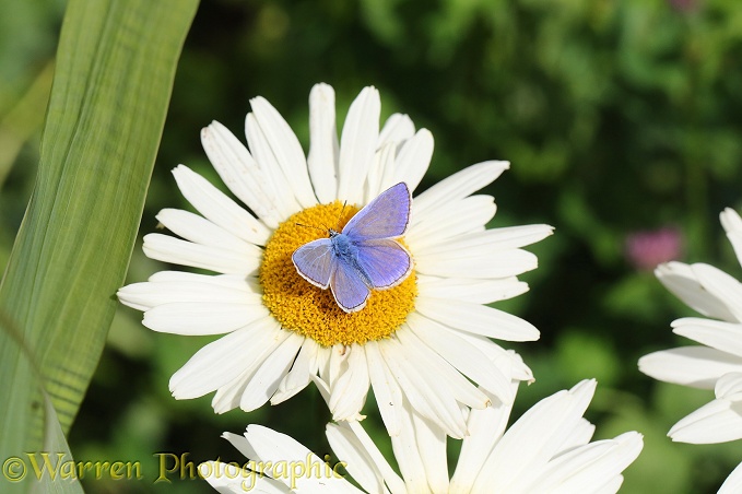 Common Blue Butterfly (Polyommatus icarus) on Marguerite Daisy