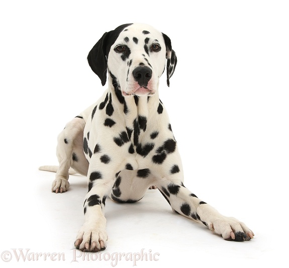 Dalmatian dog, Jack, 5 years old, with one black ear, lying with head up, white background