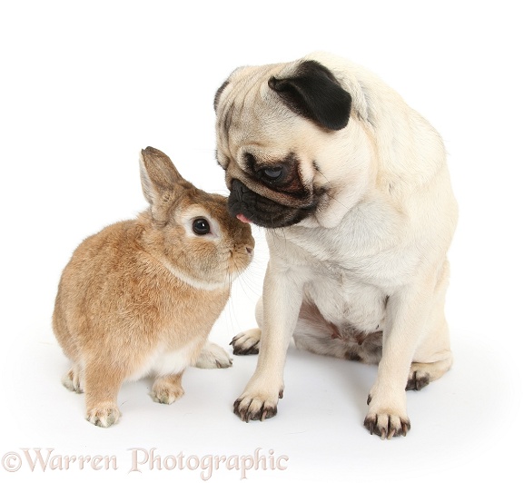 Fawn Pug with Netherland-cross rabbit, Peter, white background