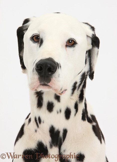 Dalmatian dog, Barney, 6 years old, white background