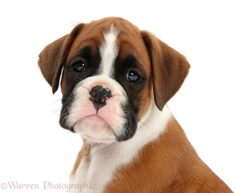 Boxer puppy, 7 weeks old, white background