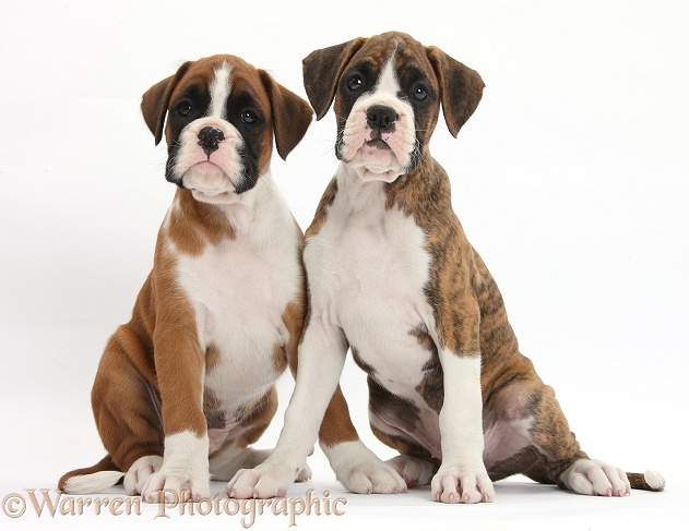Boxer puppies, 8 weeks old, sitting, white background