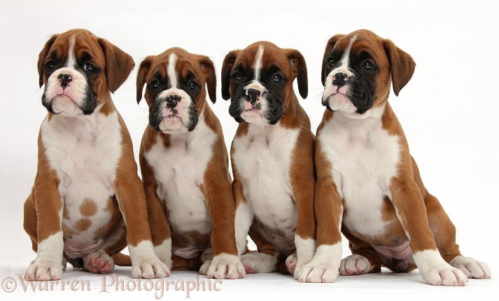 Four Boxer puppies, 8 weeks old, sitting, white background
