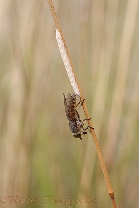 Downland Horsefly (Tabanus glaucopis) female laying eggs on a grass stem
