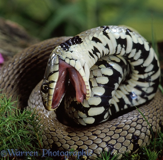 Grass Snake (Natrix natrix) shamming dead