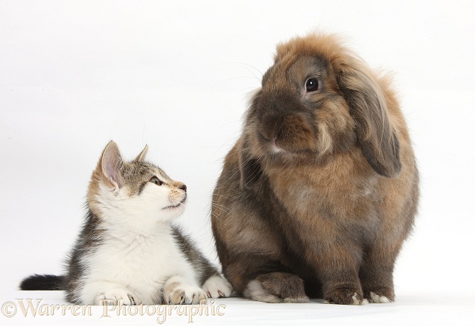 Tabby-and-white kitten with Lionhead Lop rabbit, Dibdab, white background