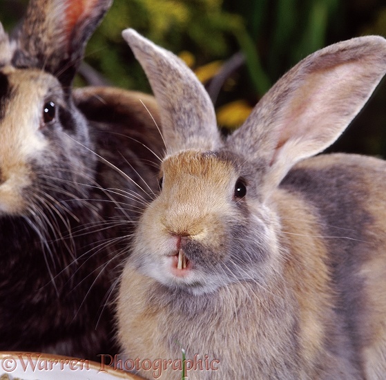 Blue Harlequin Domestic Rabbit showing overgrown incisors