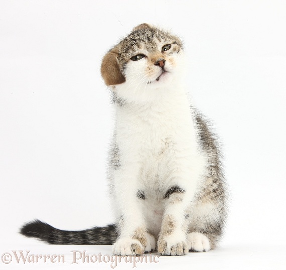 Tabby-and-white kitten shaking her head, white background