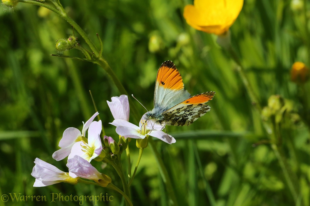 Orange-tip Butterfly (Anthocharis cardamines) male feeding from Cuckoo Flower