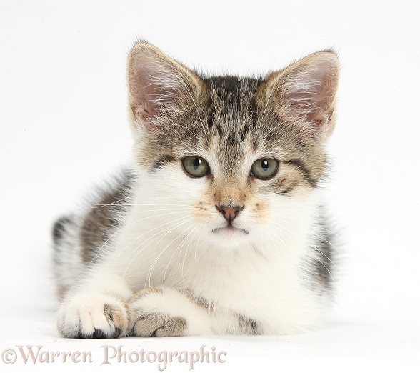 Tabby-and-white kitten lying with head up, white background