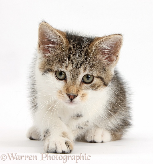 Tabby-and-white kitten lying with head up, white background