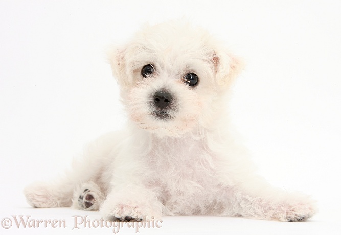 Cute white Bichon Frise x Yorkshire Terrier dog puppy, Georgie, 8 weeks old, white background