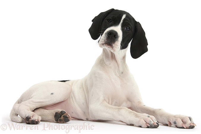 English Pointer puppy, Isla, 10 weeks old, lying with head up, white background