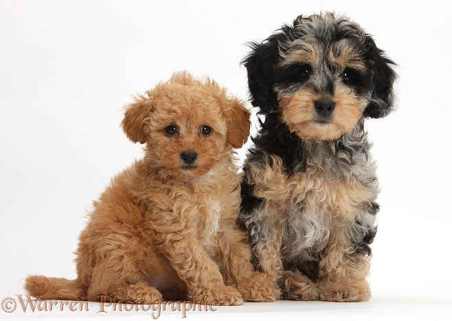 Cute tricolour merle Daxie-doodle puppy, Dougal, sitting with red Toy Poodle puppy, white background