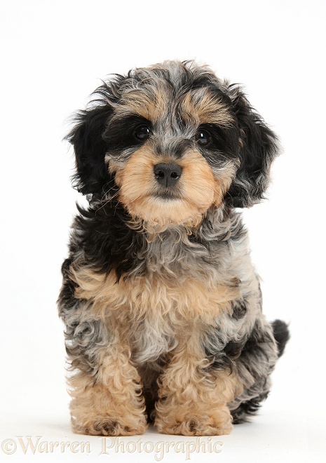 Cute tricolour merle Daxie-doodle puppy, Dougal, sitting, white background