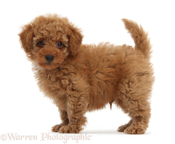 Dog: Cute red Toy Poodle puppy standing photo  WP38699